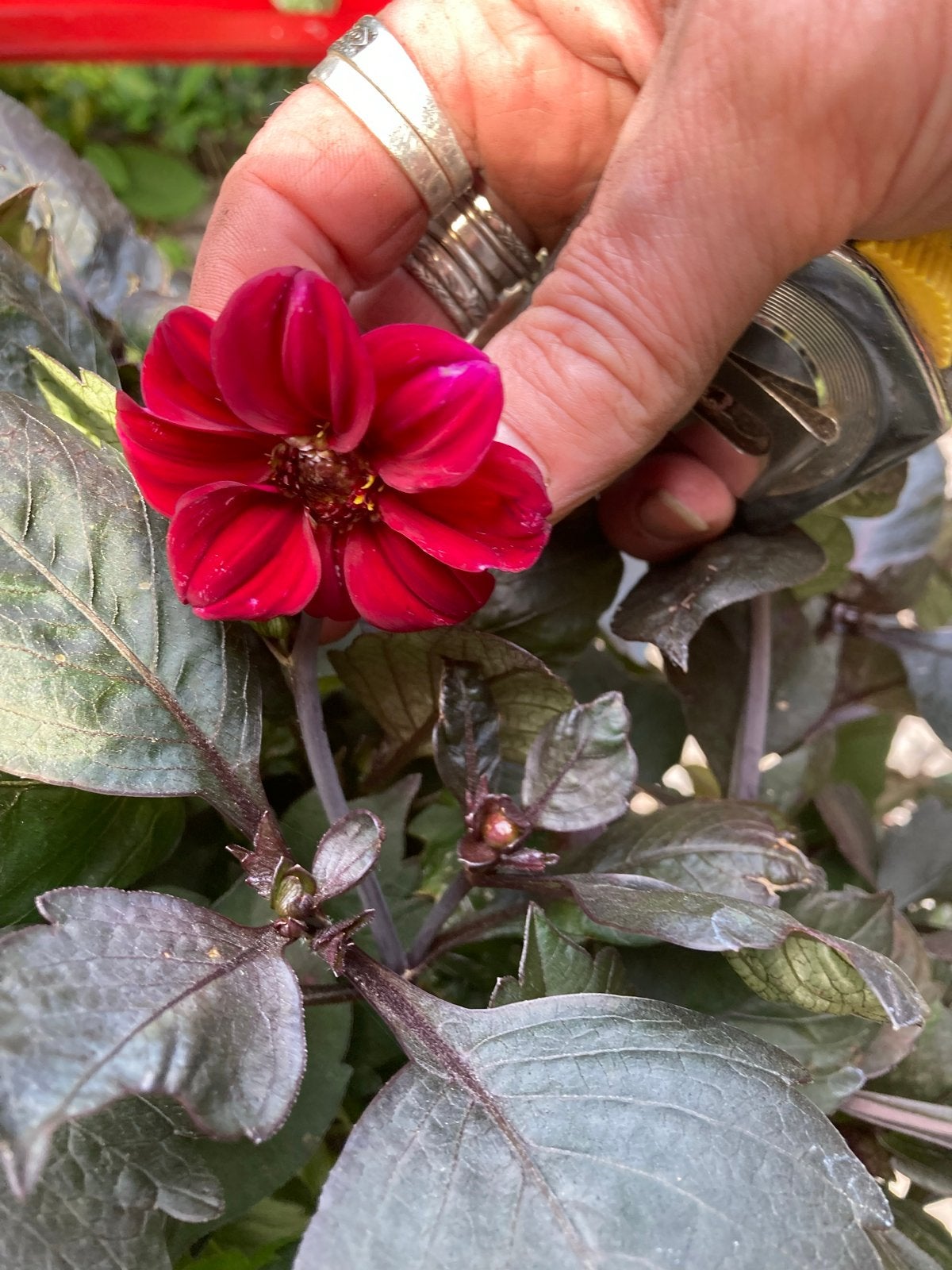 Kleinbloemige felroze dahlia met donker blad, Volle zon, Vaste plant, Zomer, Ophalen