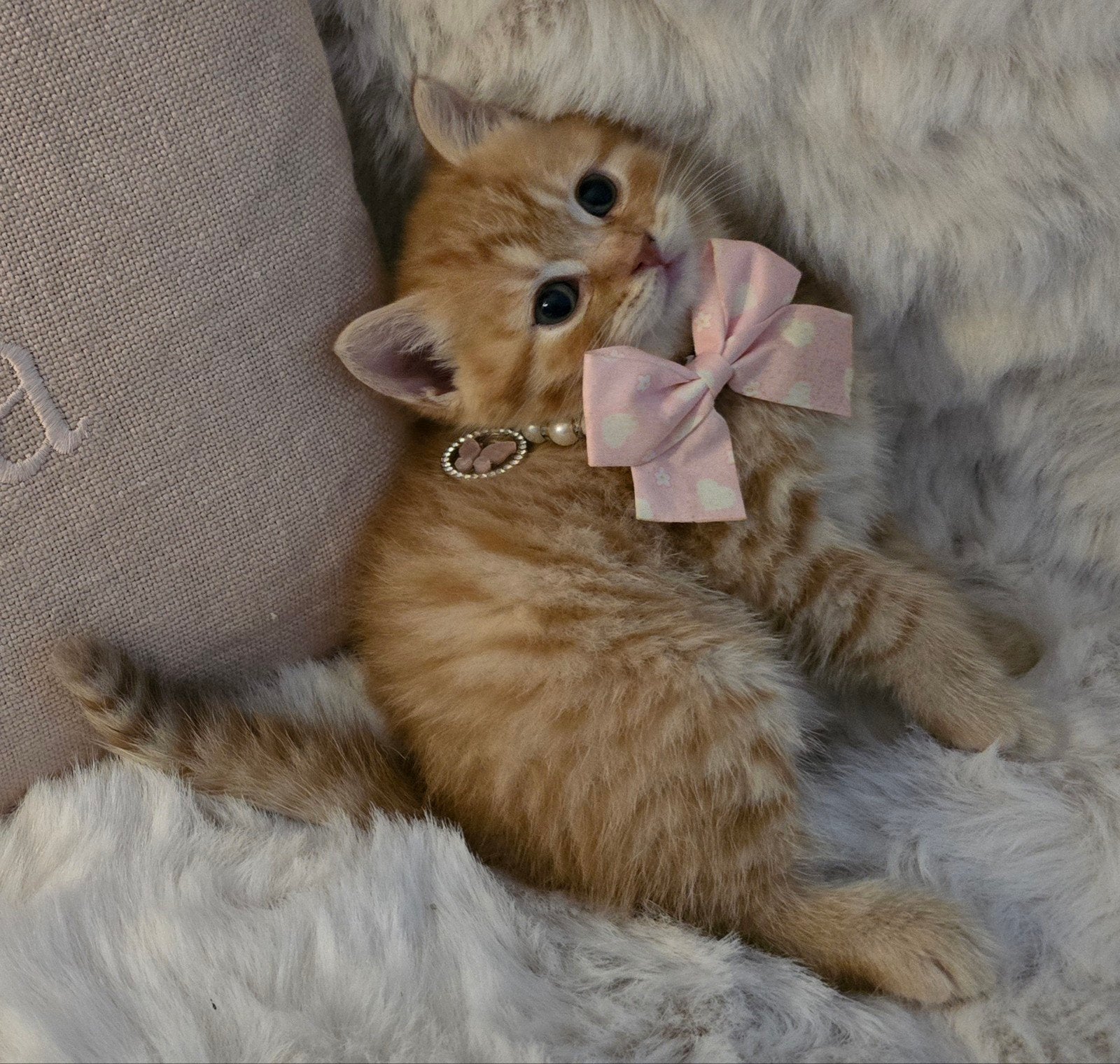britse korthaar kittens lilac chocolate red, Meerdere dieren, Met stamboom, 0 tot 2 jaar