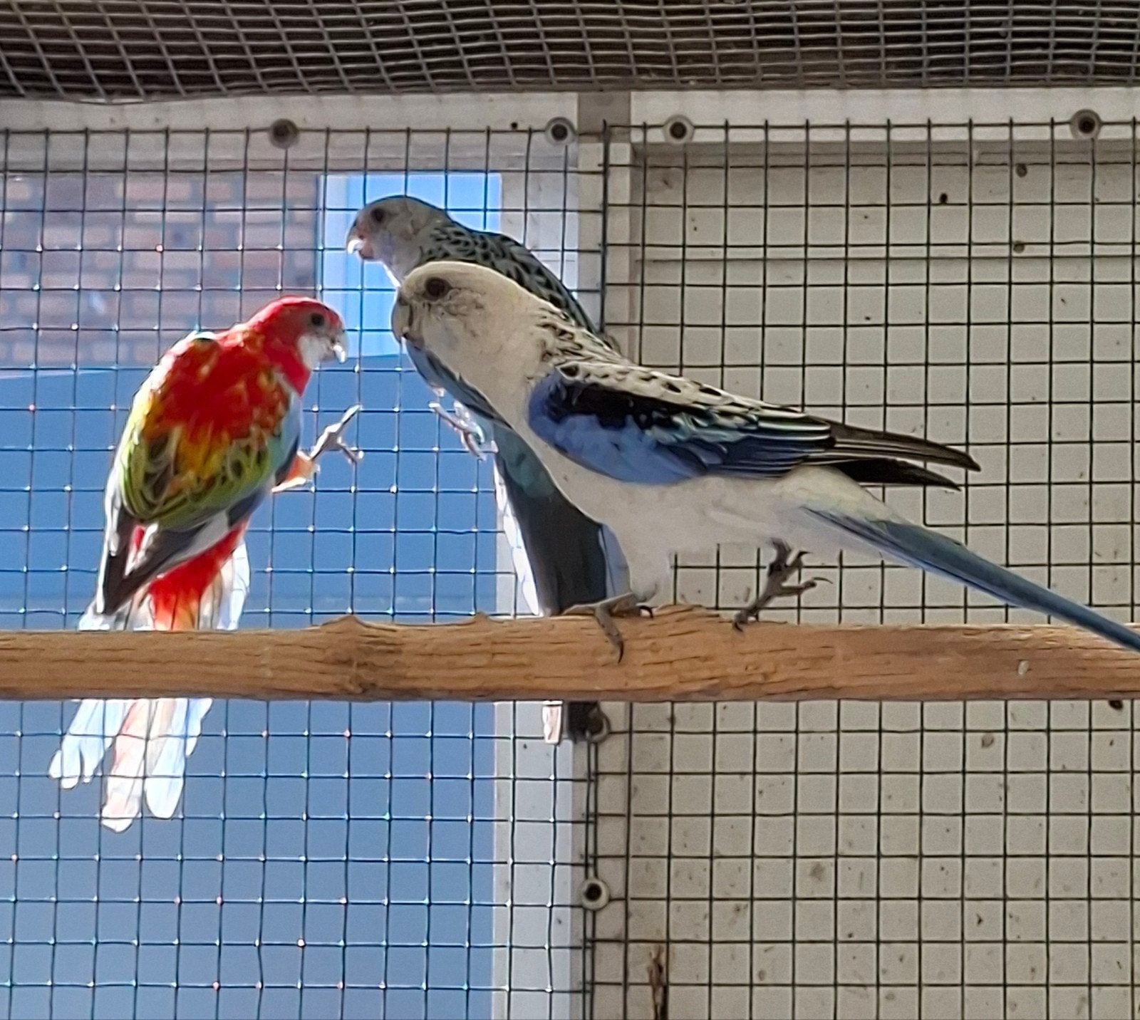 Rosella, Meerdere dieren, Parkiet, Geringd