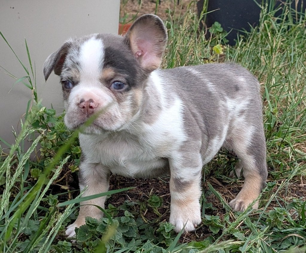 nieuwe franse bulldog reutje, Dieren en Toebehoren, Parvo, Reu, 8 tot 15 weken, Bulldog