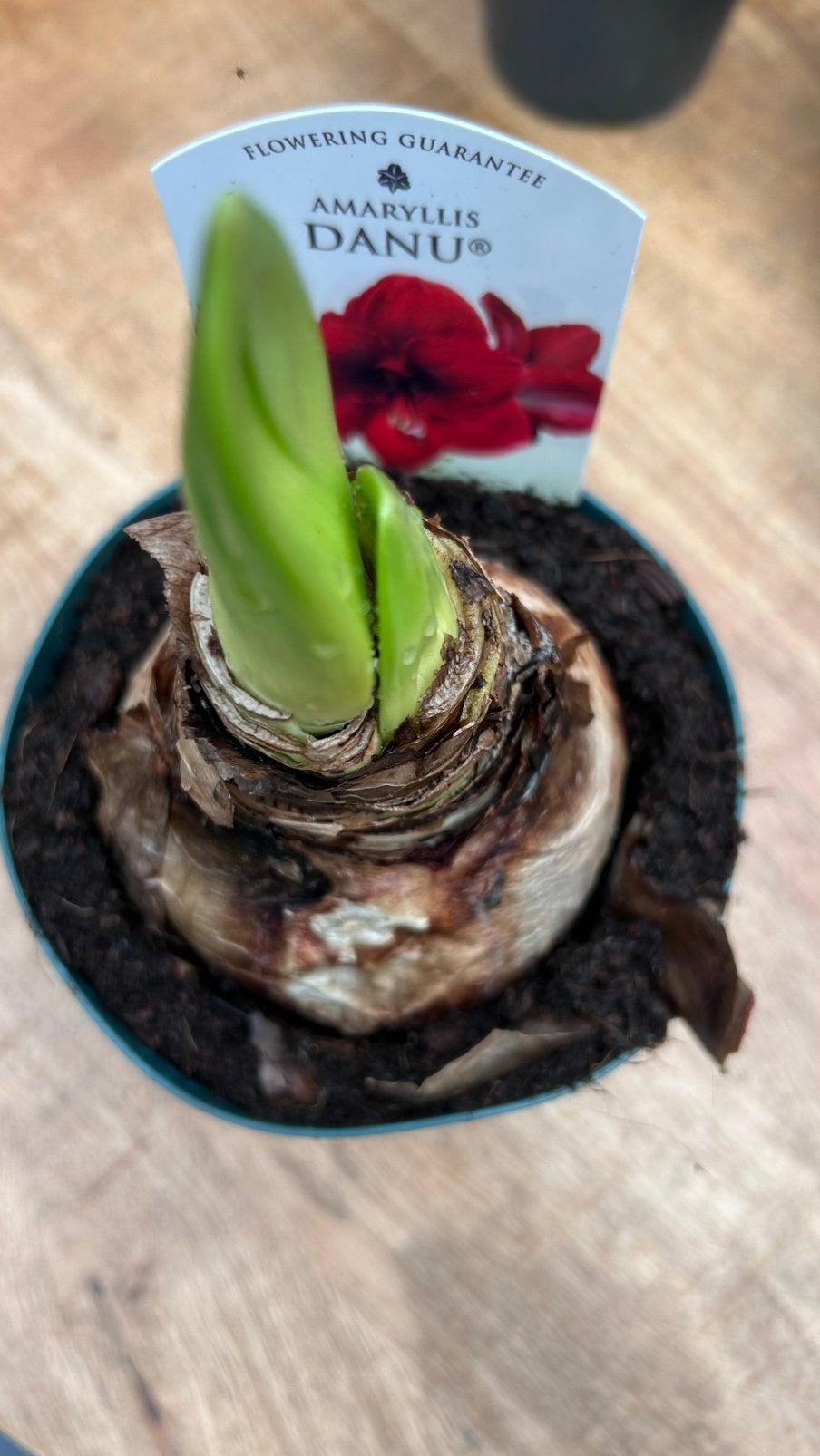 Amaryllis Danu - Prachtige Rode Bloemen, Vaste plant, Halfschaduw, Winter, Ophalen