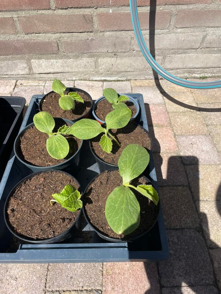 Pompoen plantjes, Tuin en Terras, Ophalen, Eenjarig, Groenteplanten, Volle zon