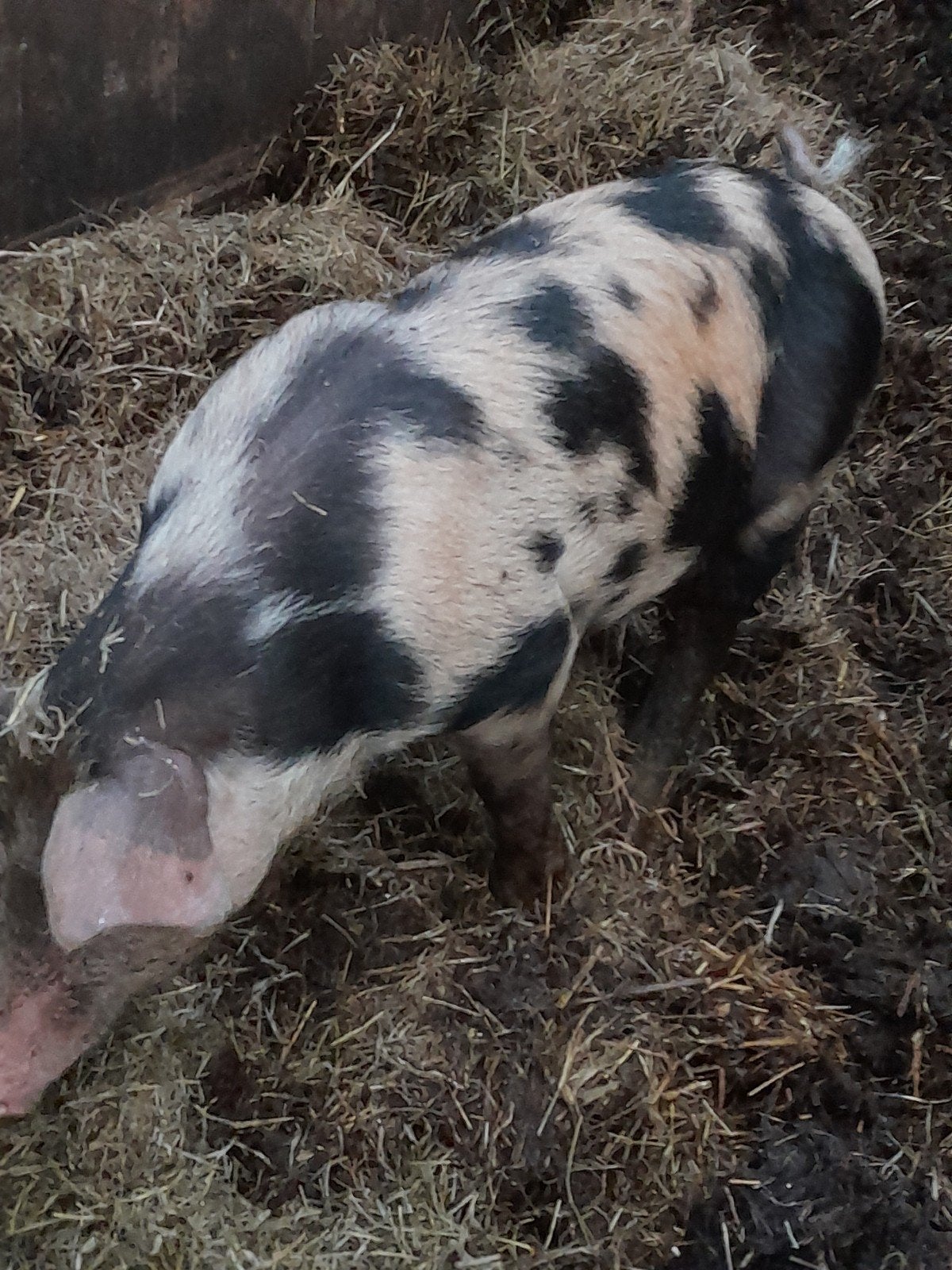 3 bentheimer  duroc dekbeertjes, Mannelijk, Varken