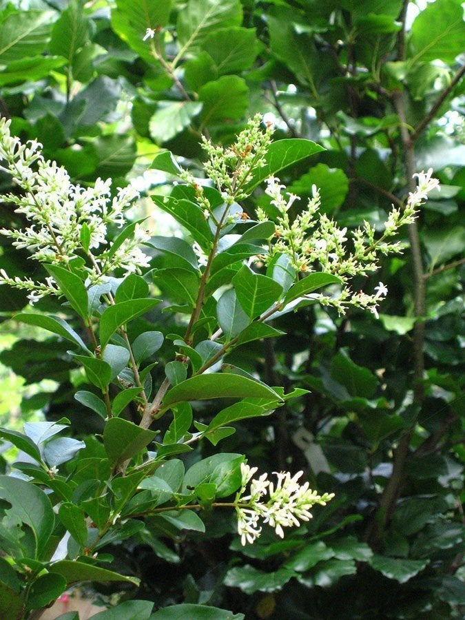 Liguster ovalifolium, Haagliguster, Bladhoudende liguster