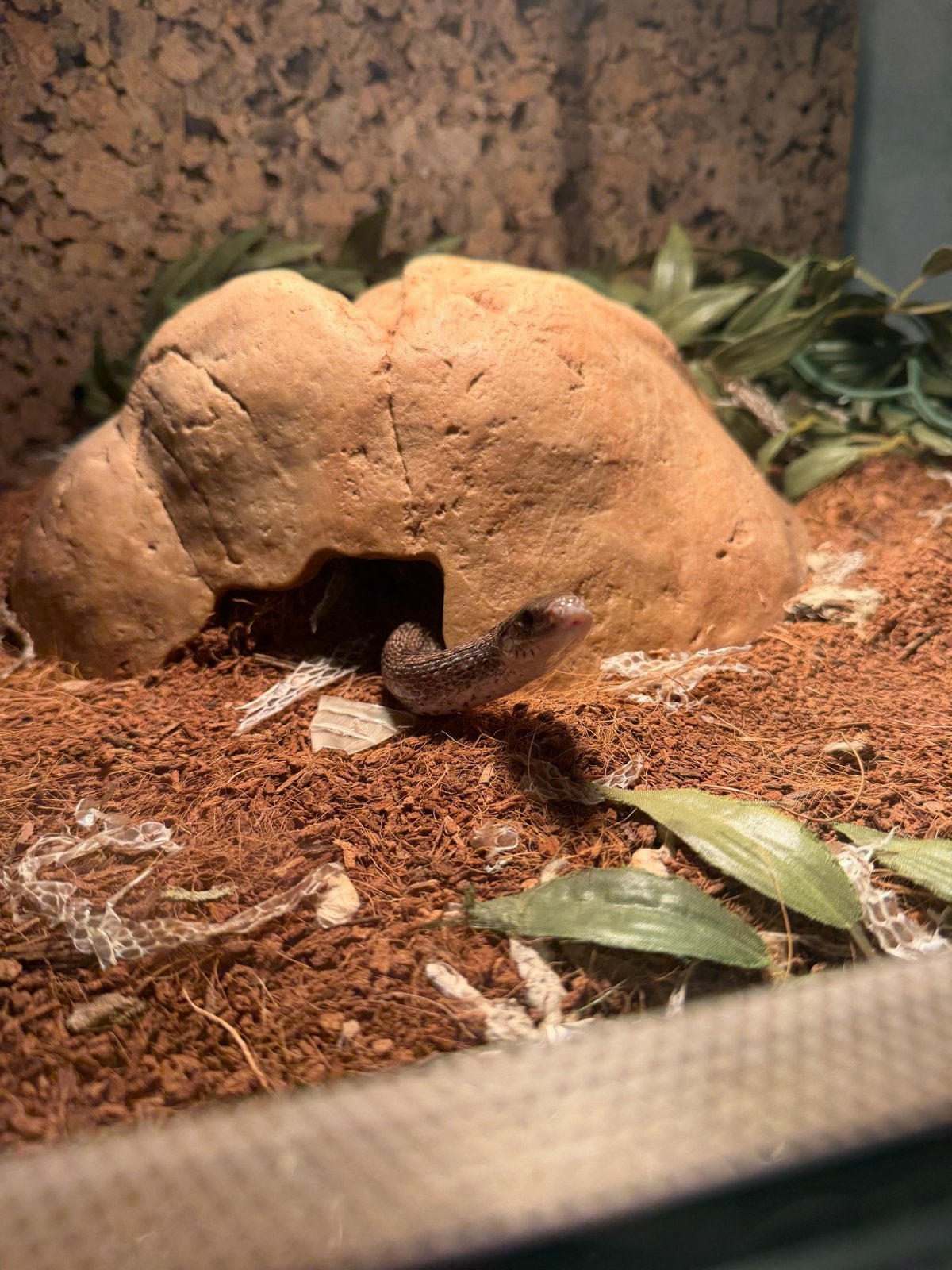 Grijze rattenslang met terrarium, Dieren en Toebehoren, Slang, Met terrarium, 0 tot 2 jaar