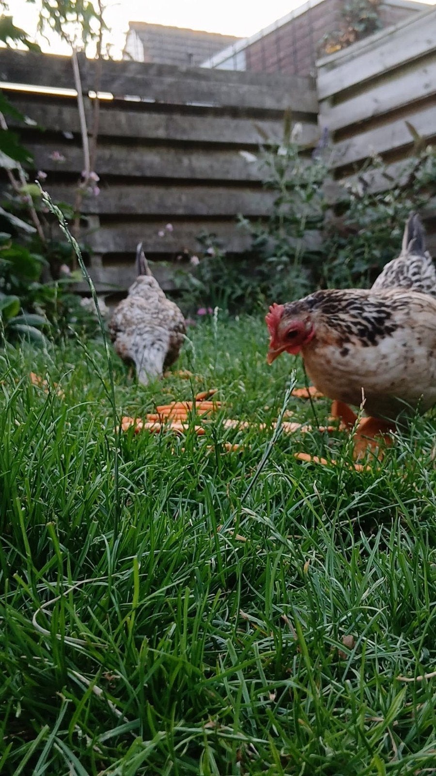 2 leuke serama hennen, Dieren en Toebehoren, Pluimvee, Vrouwelijk, Kip
