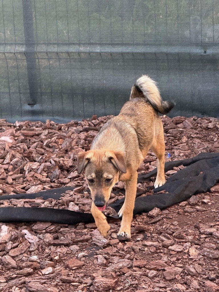 Lieve Foxy zoekt baasje., 15 weken tot 1 jaar, Reu, Eén hond, CDV (hondenziekte)