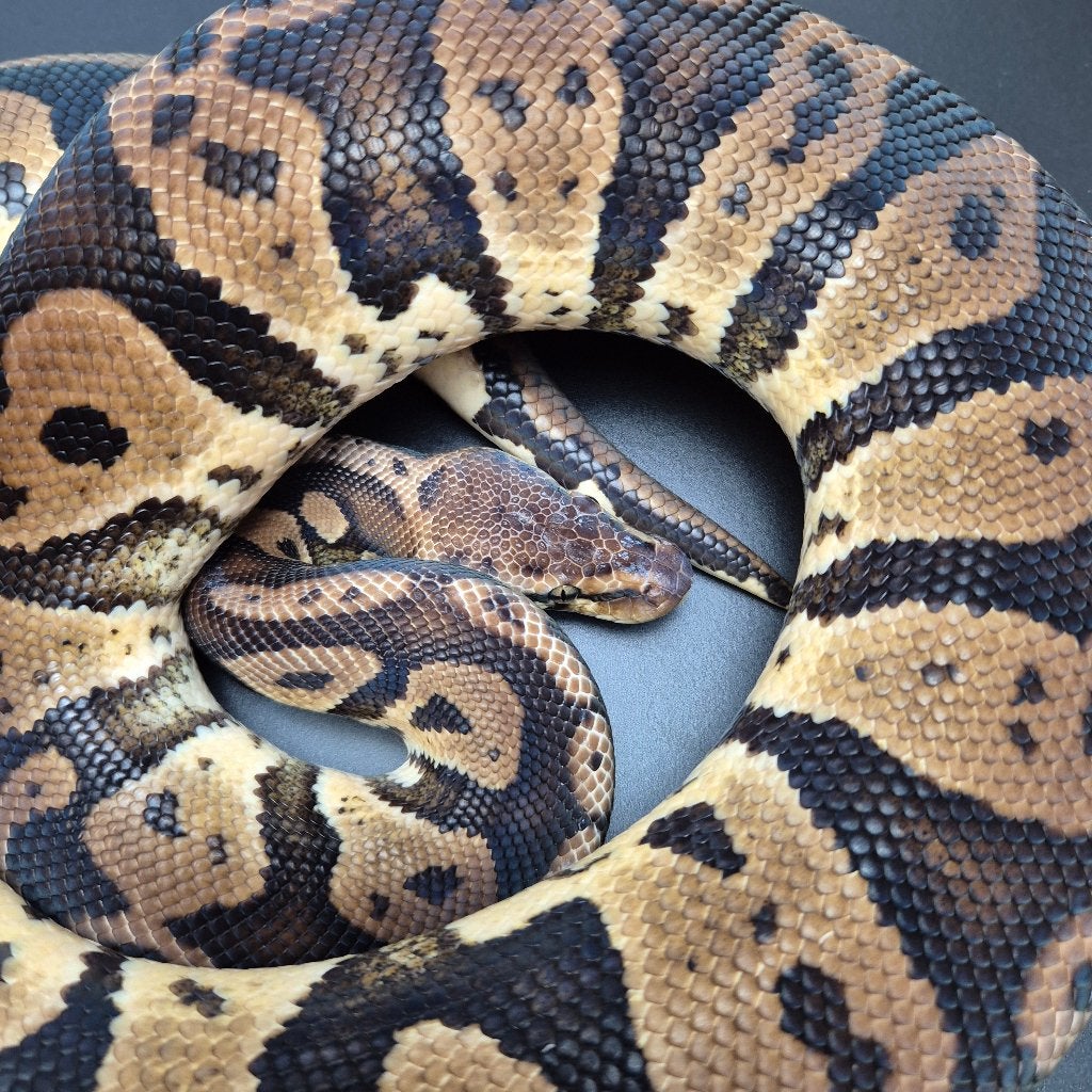 pastel confusion p. regius. Ball Python photo 2