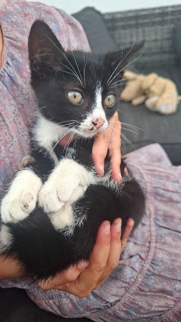 Poesjes, Poes, 0 tot 2 jaar