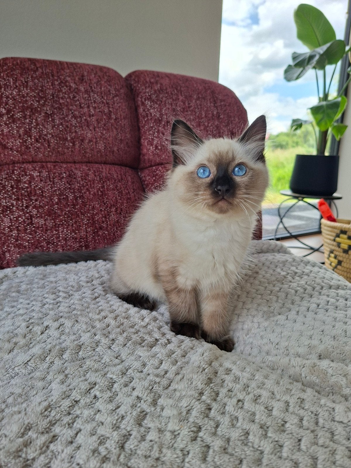 Prachtige Ragdoll Chocolate point kitten met stamboom, Kater, Met stamboom
