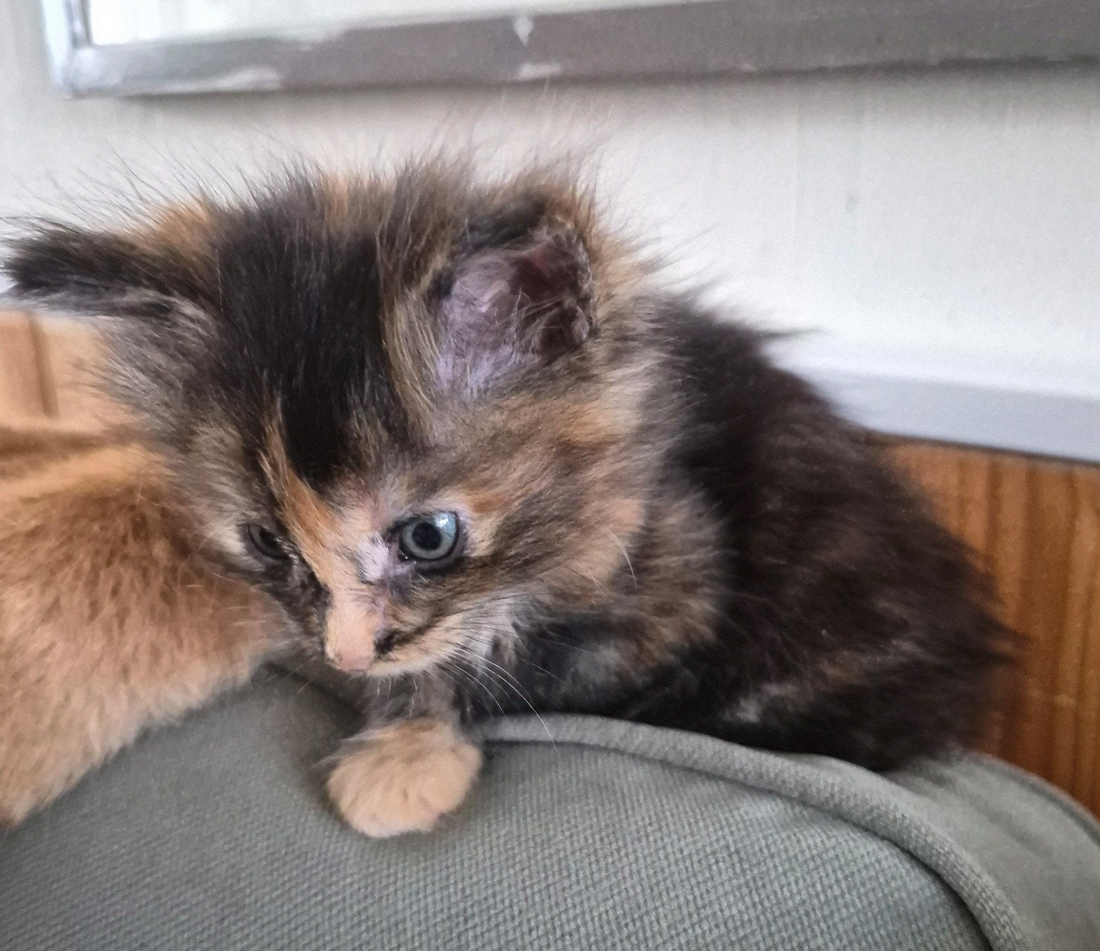 maine coon kittens, Meerdere dieren, Gechipt