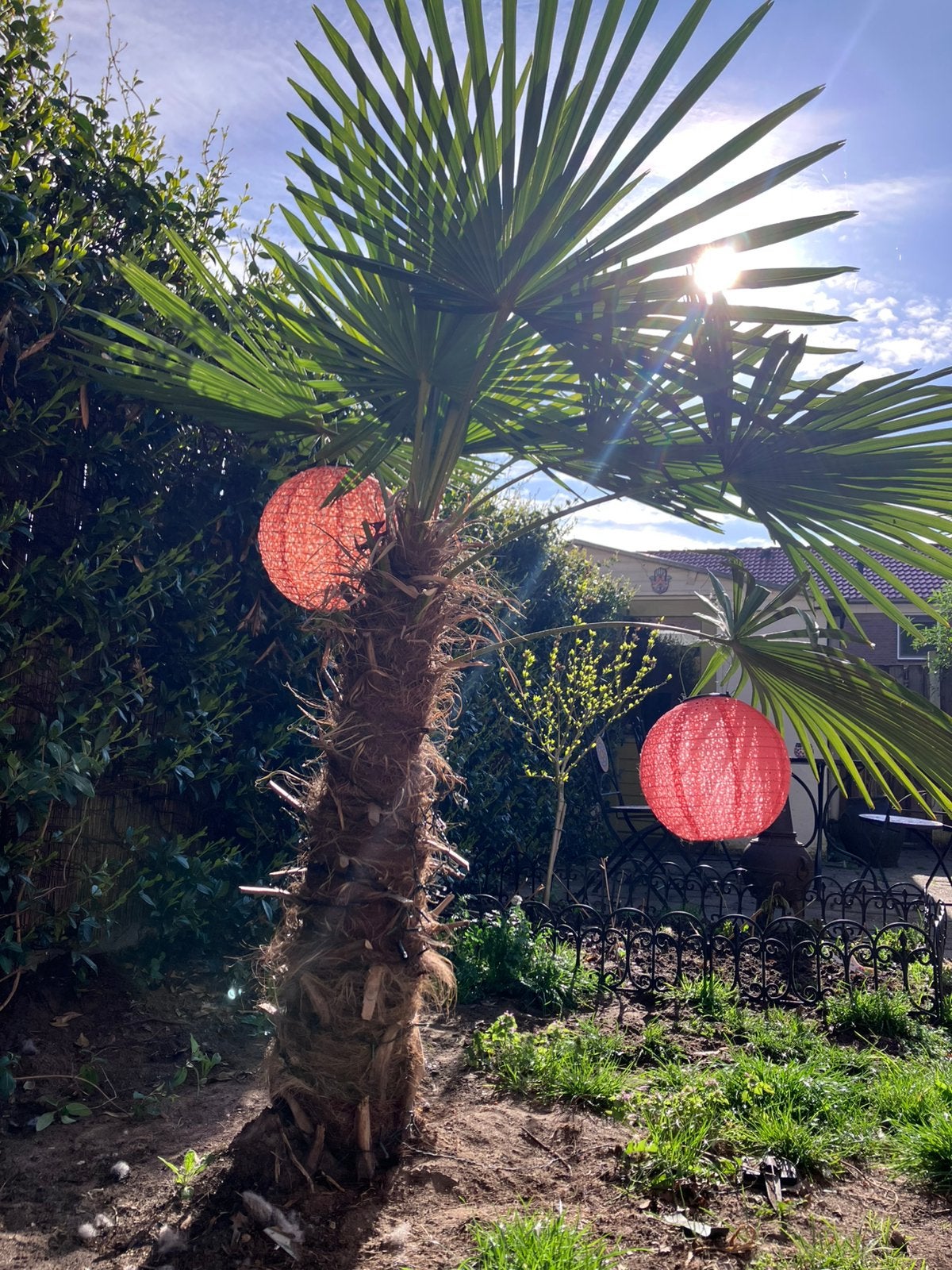 Volwassen Waaierpalm - Trachycarpus Fortunei, Ophalen, Gehele jaar, Halfschaduw