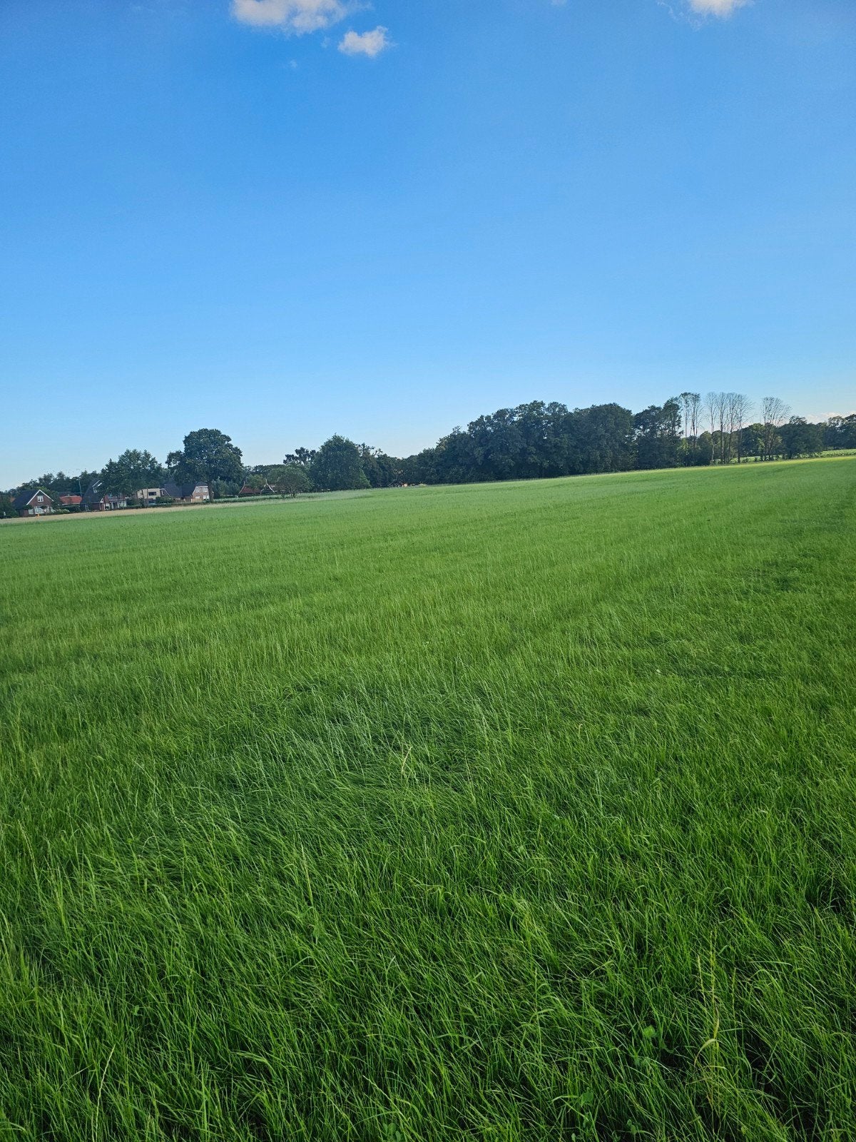 Gras ,gras op stam,  gras te koop, Ophalen, Vee