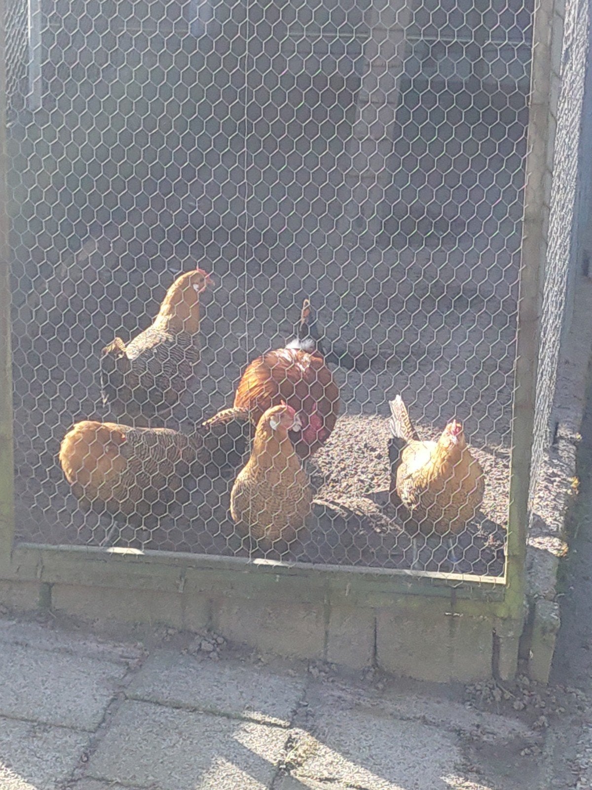 Kippen ( prijs per koppel), Vrouwelijk, Kip