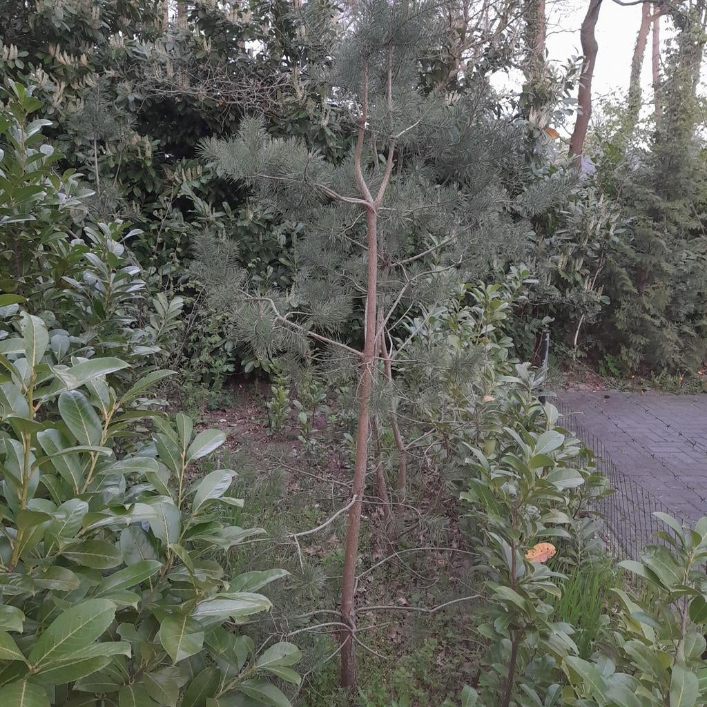 Grove dennen plus minus 200 cm hoog., Ophalen of Verzenden, Halfschaduw, Overige soorten, 100 tot 250 cm