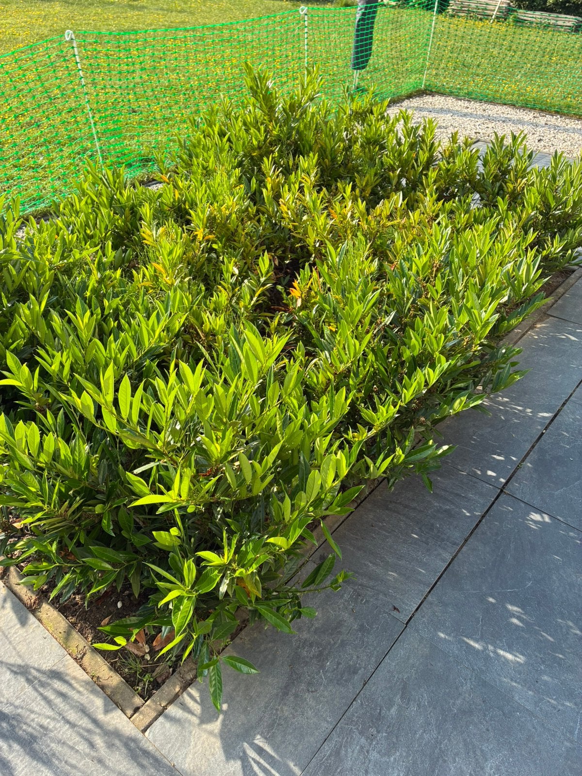 Laagblijvende Laurier, Tuin en Terras, Planten | Struiken en Hagen, Ophalen, Laurier, Struik, Minder dan 100 cm