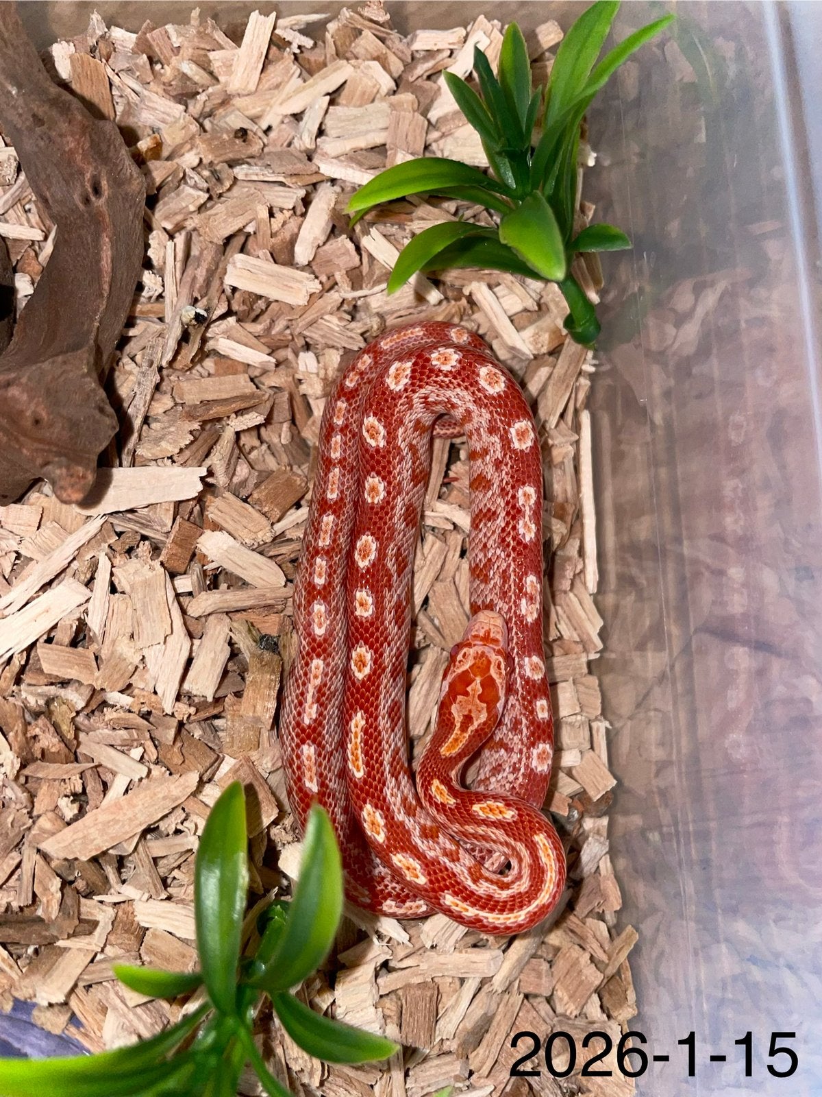 Jonge Rattenslangen div morphs Rat Snake photo 15