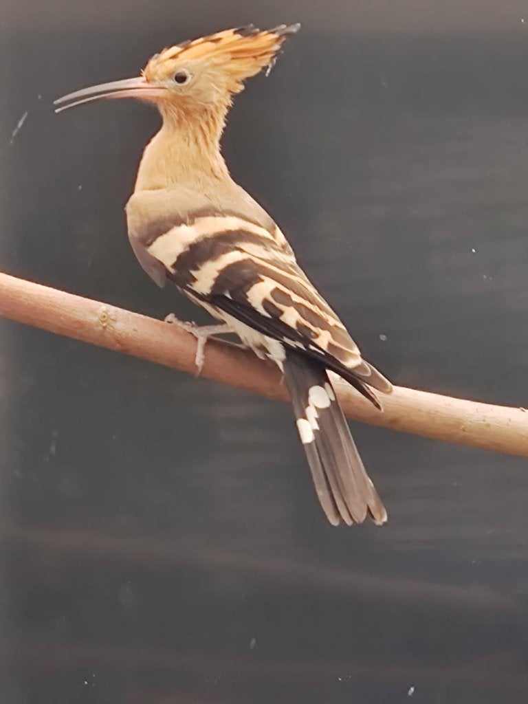 Europese Hop | Poppen | Zeer zeldzaam, Dieren en Toebehoren, Vogels | Overige Vogels, Vrouwelijk, Wildzangvogel, Geringd