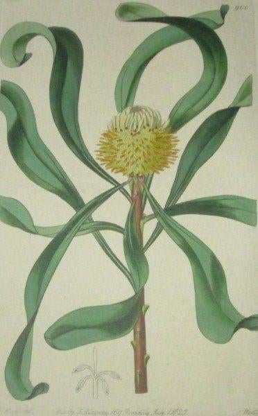 Antieke kopergravure uit The Botanical Register - Isopogon, 1800 - 1899, Gravure, Flora en Fauna, Handgekleurd