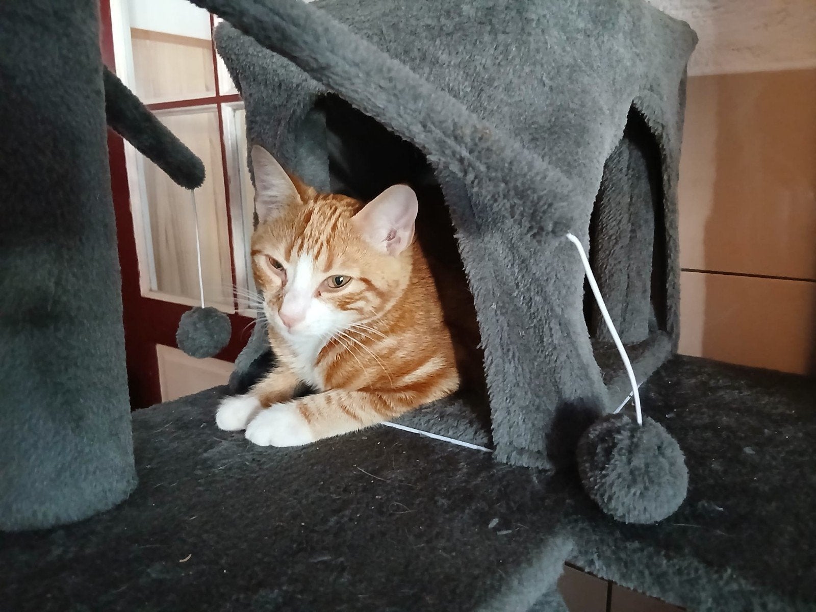 Dit katertje zoekt een baasje?, Kater, Kortharig, 0 tot 2 jaar