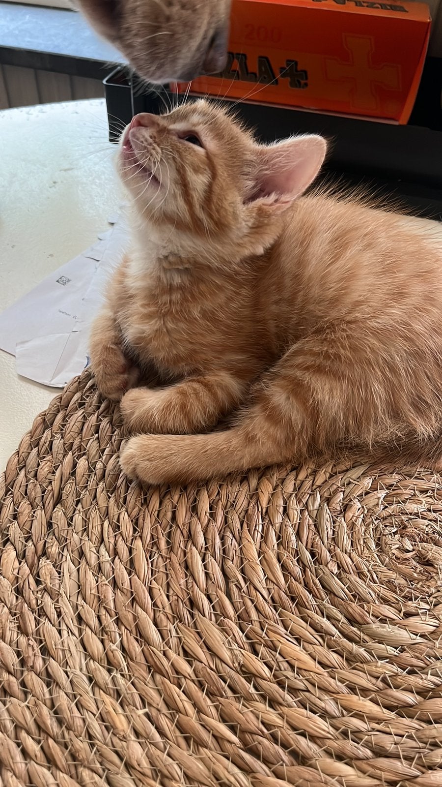 Mooie lieve kittens van moeder en dochter, Dieren en Toebehoren, Meerdere dieren