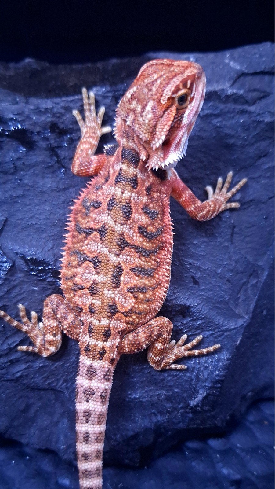 50% Red Monster Extreme Blue Tiger Baardagaam .... (Uniek) Bearded Dragon - female for sale from Design Dragons