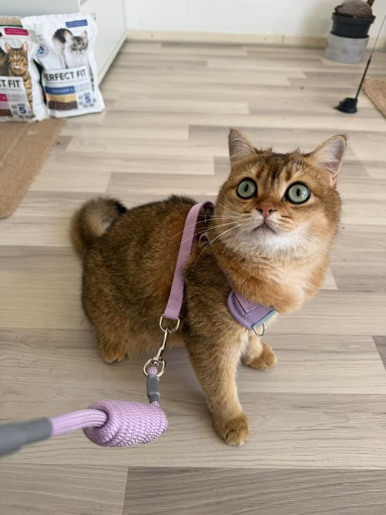 Paars Borstharnas & Riem Set voor Kleine Honden en Katten, Ophalen of Verzenden, Nieuw