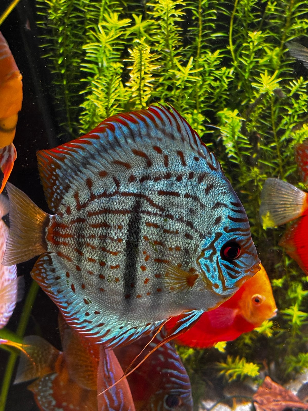 Fraaie discusvis, Dieren en Toebehoren, Vis, Zoetwatervis, Schoolvis