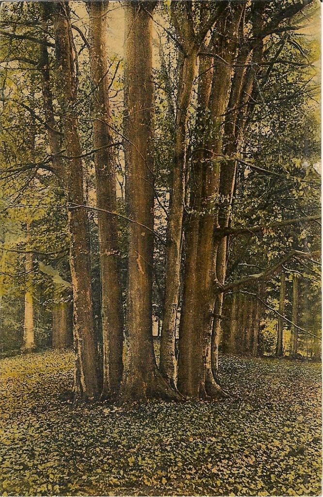 Beetsterzwaag, Ophalen of Verzenden, 1920 tot 1940, Ongelopen, Friesland