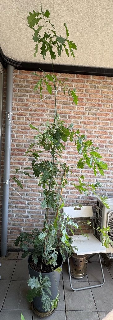 Oak tree (2 years)// Jonge eik boom, Tuin en Terras, Planten | Bomen, Overige soorten, 100 tot 250 cm, Zomer, Ophalen