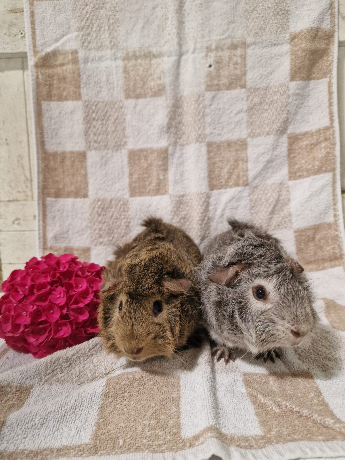 2 borstel agouti beertjes, Dieren en Toebehoren, Mannelijk, Tam, Maart, Cavia