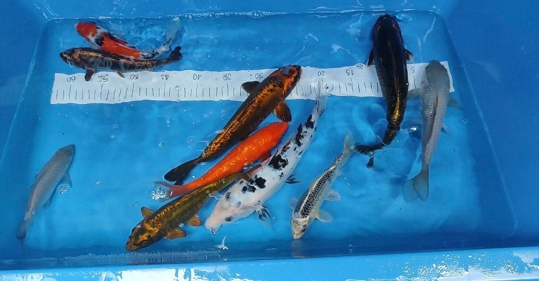 9 Japanse kois, Karper of Koi