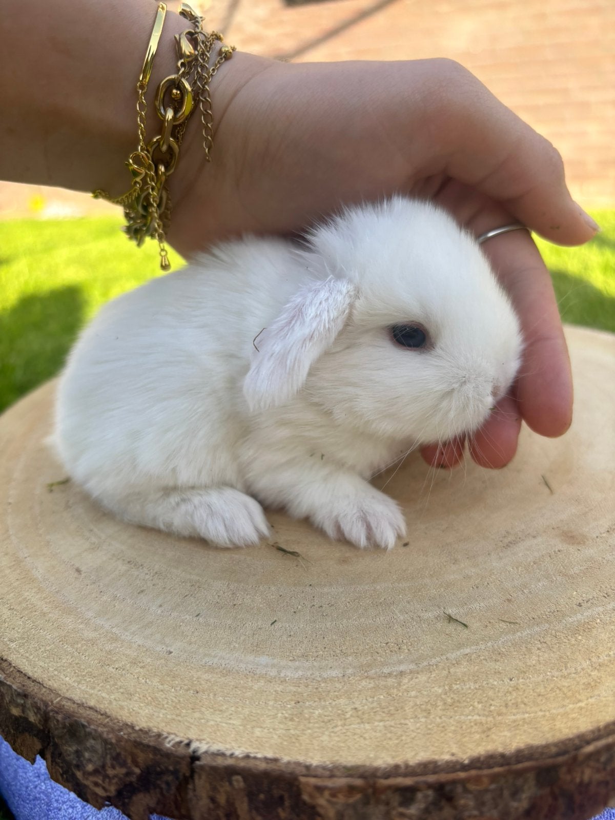 Knappe minilop baby konijntje 🩷, Dieren en Toebehoren, Konijnen, Klein, Vrouwelijk, 0 tot 2 jaar, Hangoor