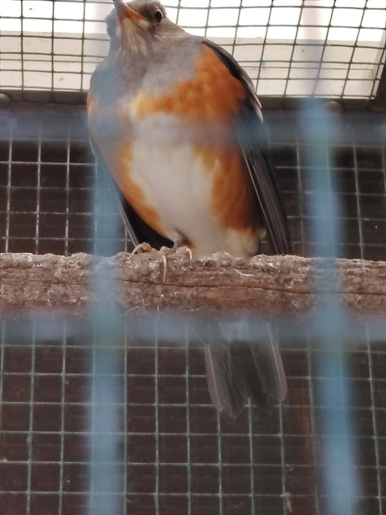GRIJSKAPLIJSTER MAN gezocht, mooie,gezonde man aub..., Mannelijk, Tropenvogel, Geringd
