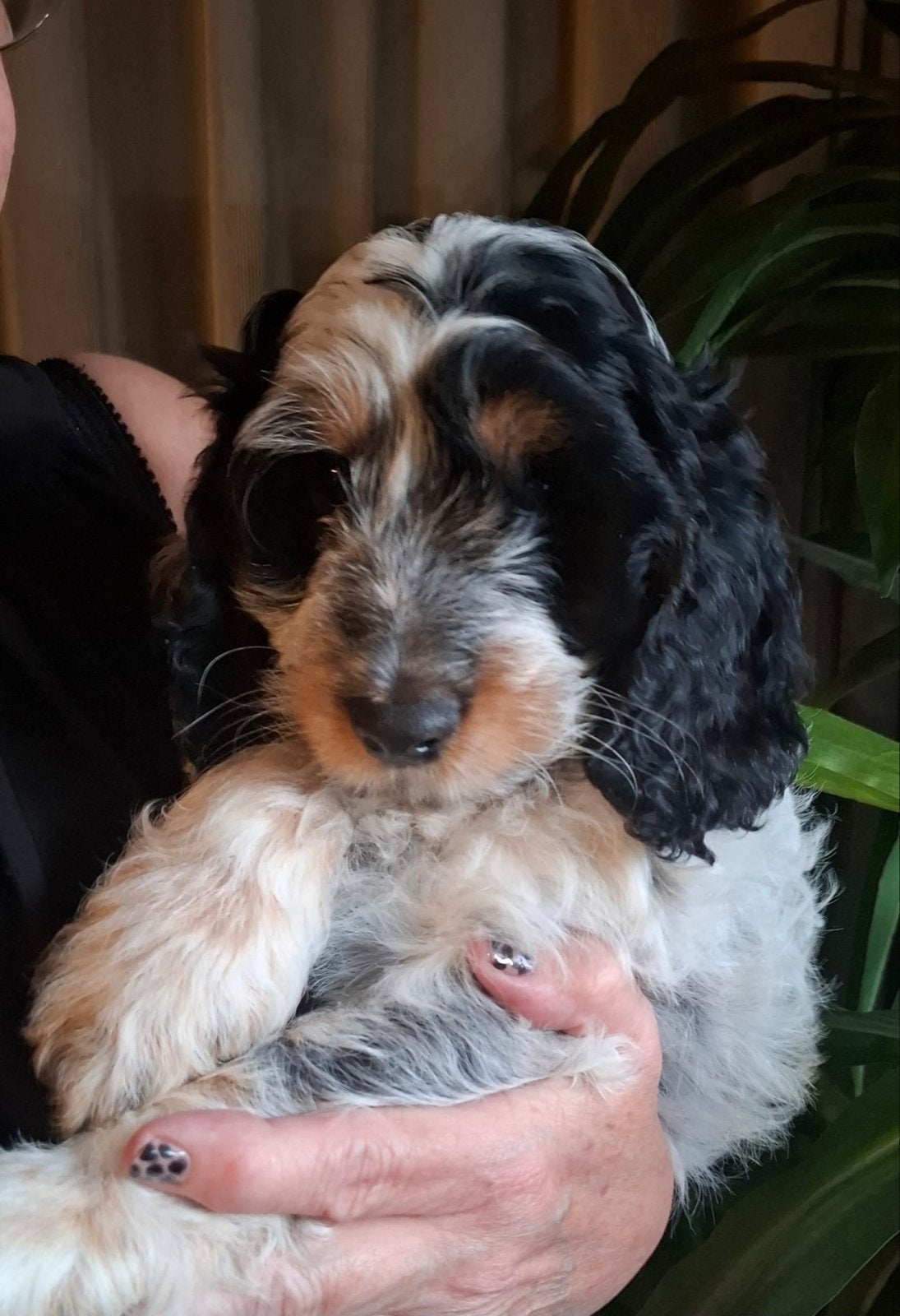 Cockapoo reutje ( blauwschimmel?, 8 tot 15 weken, Eén hond, CDV (hondenziekte), Nederland