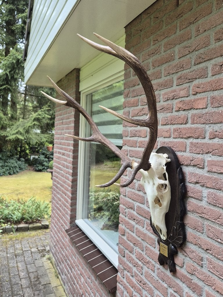 Prachtig Zwaar Edelhert Gewei Jacht Hongarije Mancave g88, Verzamelen, Dierenverzamelingen, Ophalen, Zo goed als nieuw, Hert, Gewei of Kop