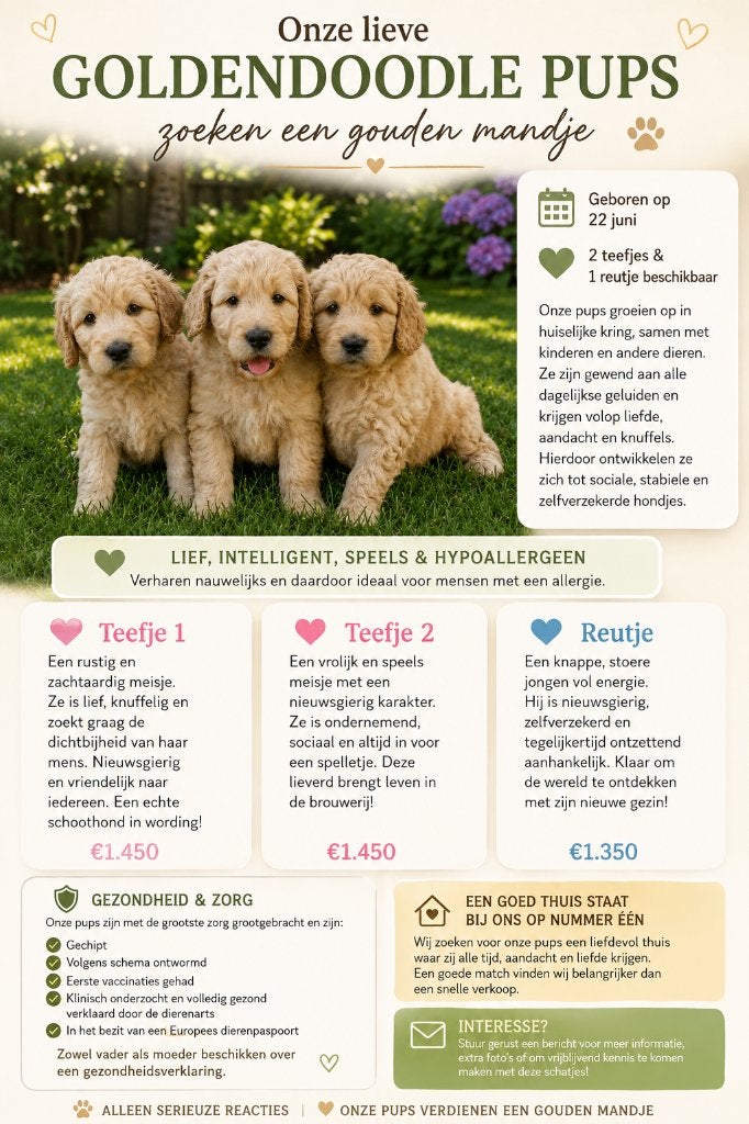 Prachtige Goldendoodle pups zoeken een liefdevol thuis ️, Parvo, Overige rassen, 8 tot 15 weken, Meerdere