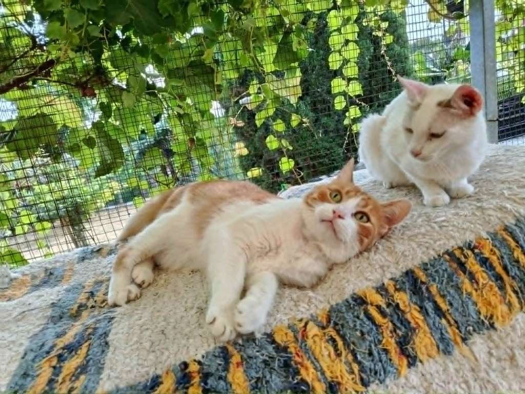 Sanson, 12-07-2024 gered uit het asiel, Dieren en Toebehoren, Katten en Kittens | Overige Katten, Kater, Kortharig, 0 tot 2 jaar