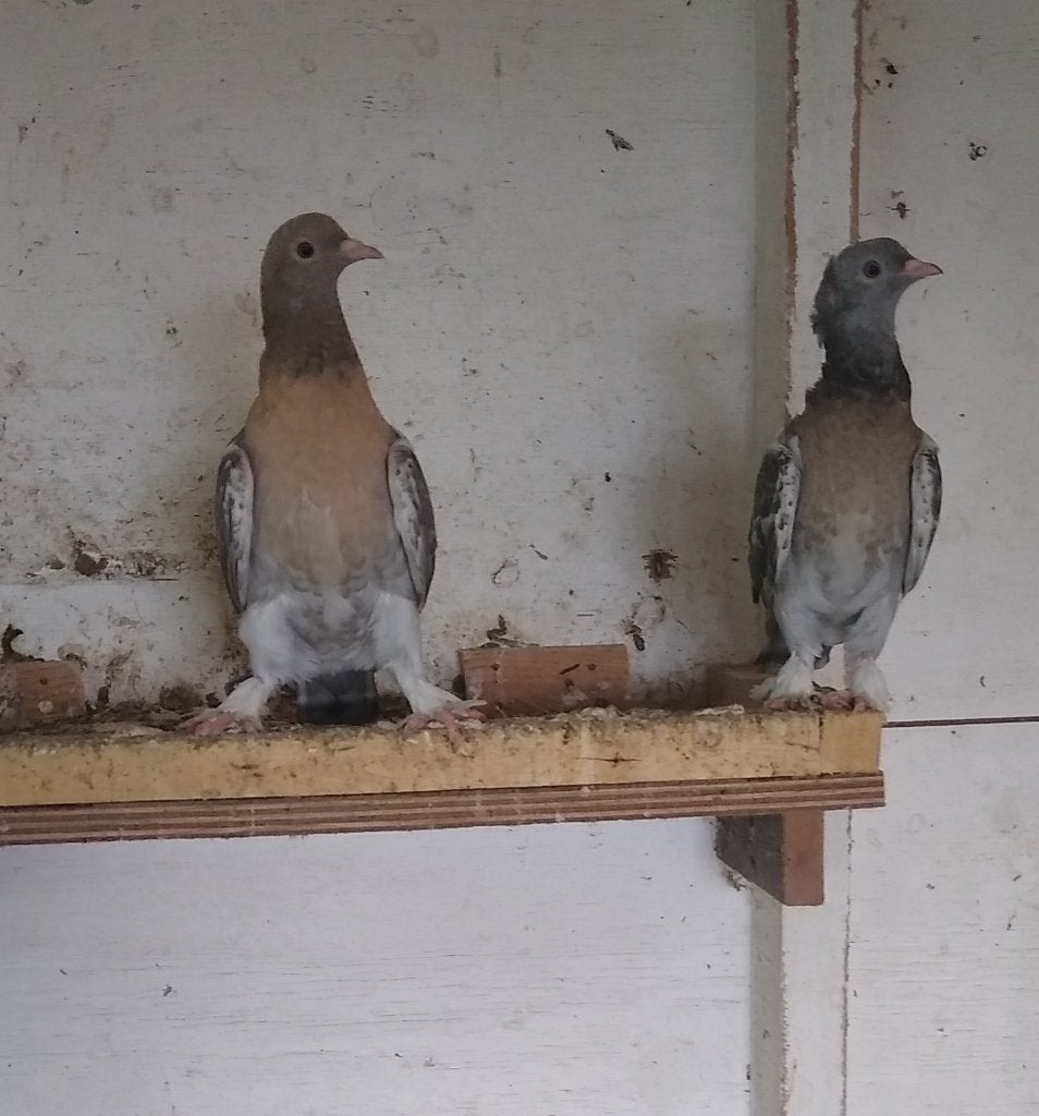 Te koop jonge takla, Dieren en Toebehoren, Vogels | Duiven, Meerdere dieren, Overige soorten
