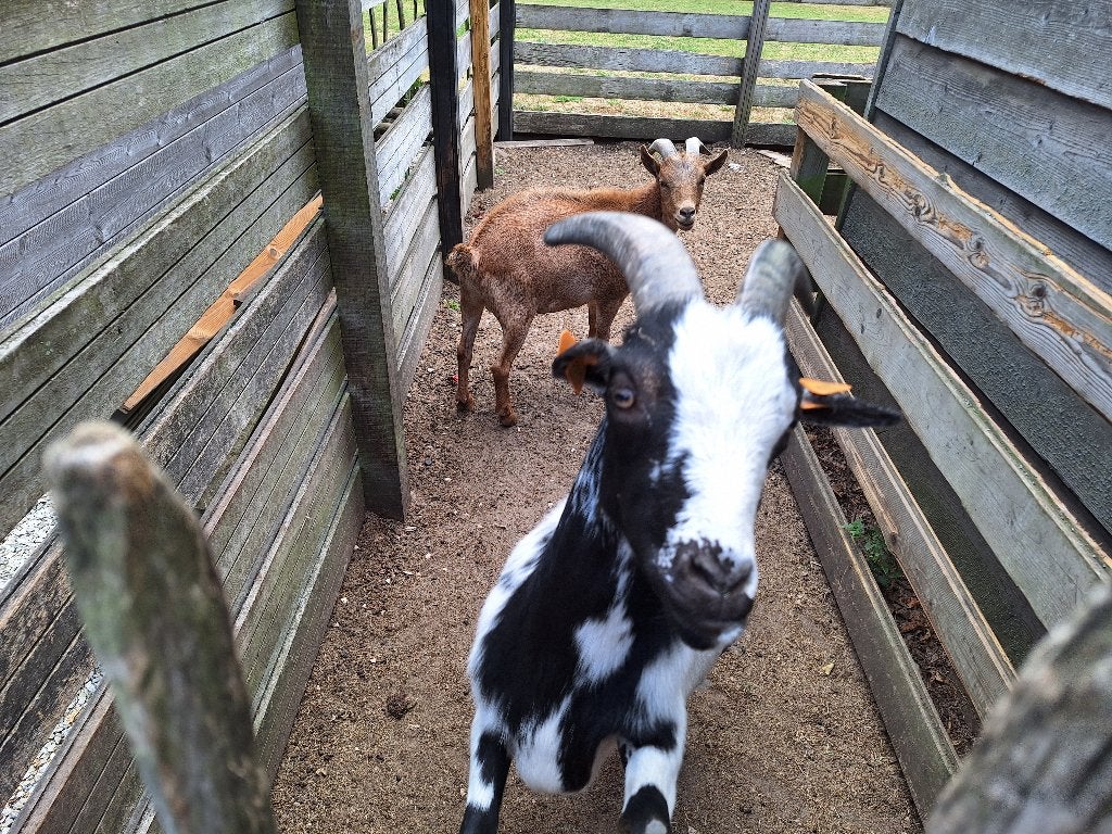 Geitjes, Meerdere dieren, Geit, 3 tot 5 jaar