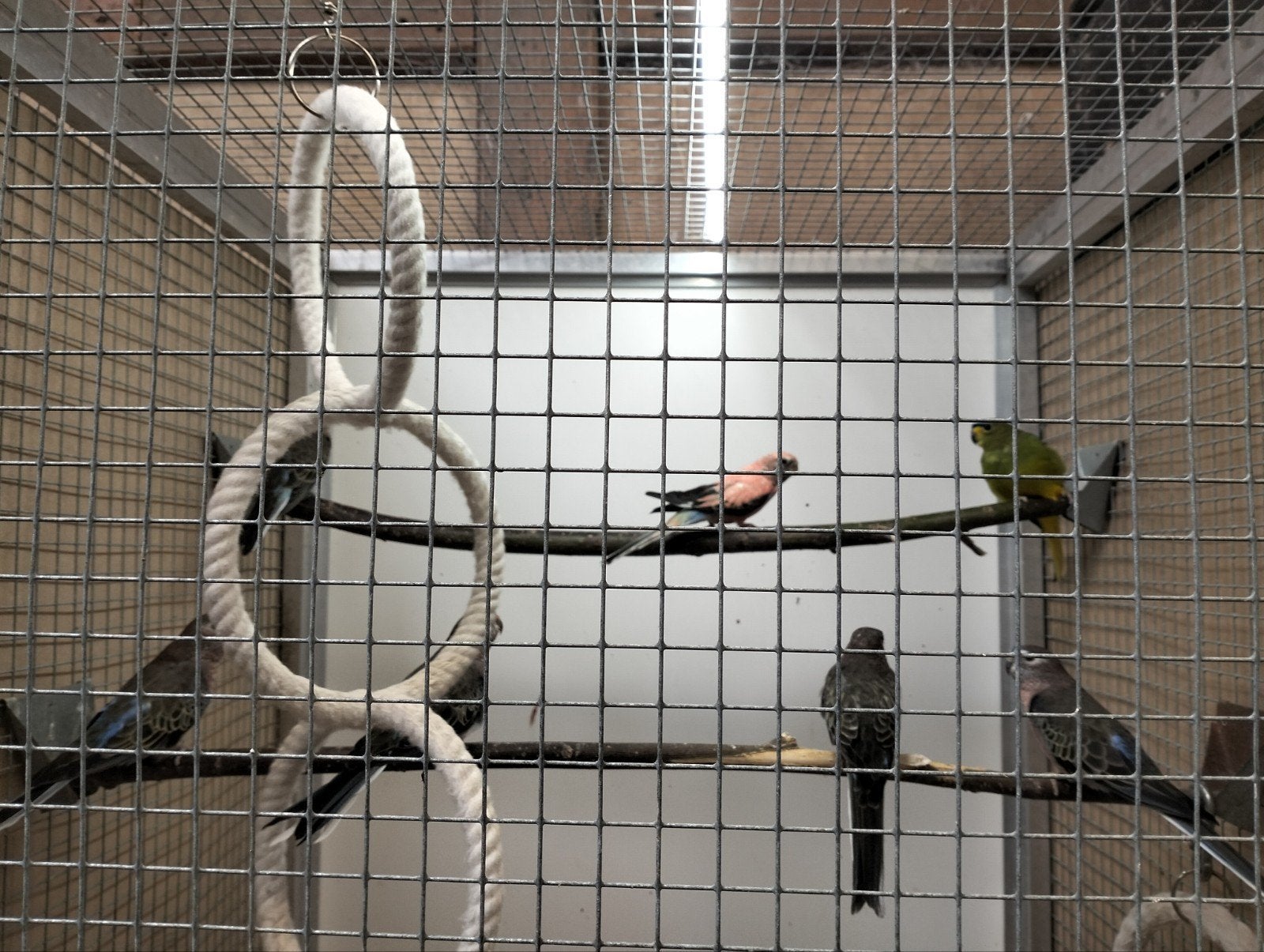 Bourke parkieten te koop, Dieren en Toebehoren, Vogels | Parkieten en Papegaaien, Meerdere dieren, Parkiet, Geringd