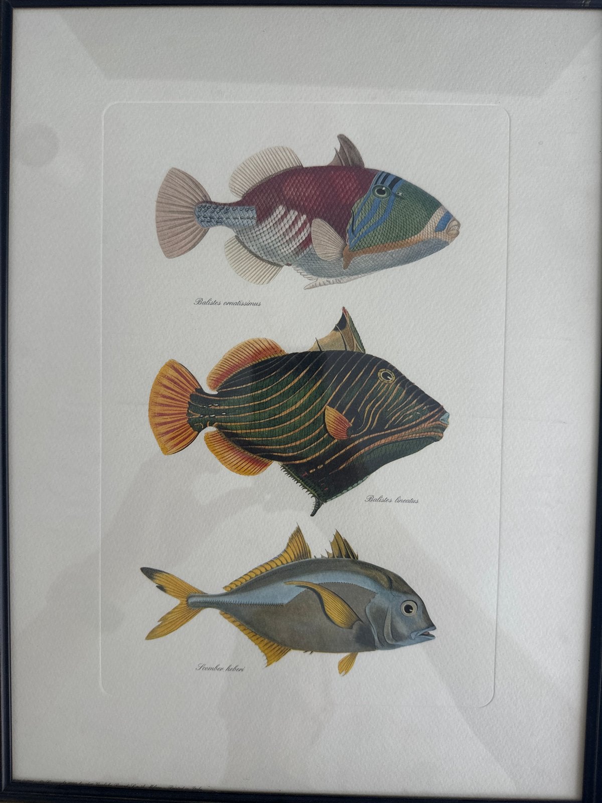 Vintage ingelijste prent van vissen - Galerie des 4 Coins, Ophalen, Print, Prent, Achter glas