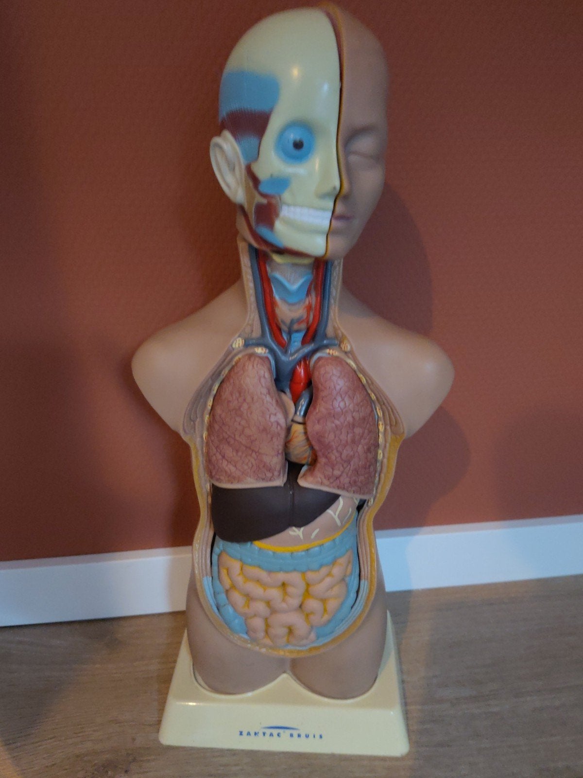 Anatomisch model menselijke torso Zantac Bruis, Verzamelen, Poppetjes en Figuurtjes, Ophalen of Verzenden, Zo goed als nieuw