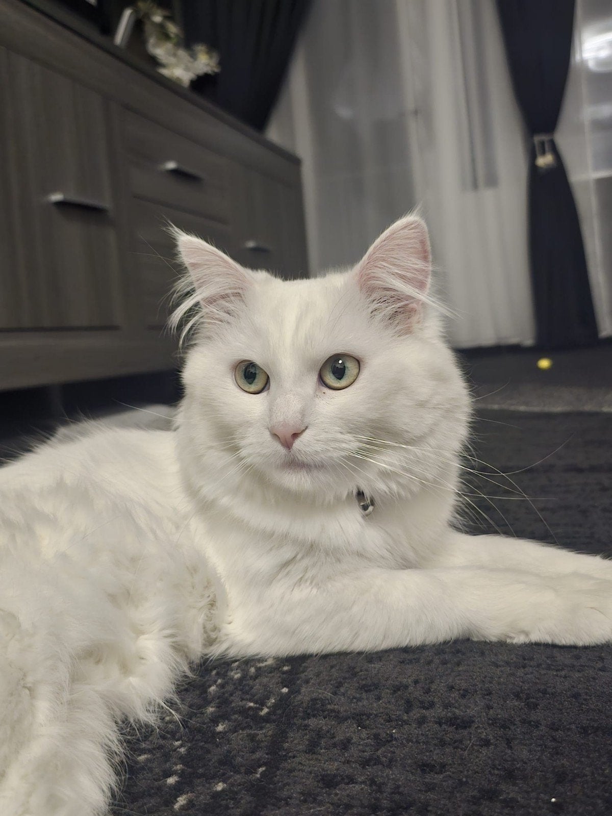 Looking for a Loving New Home