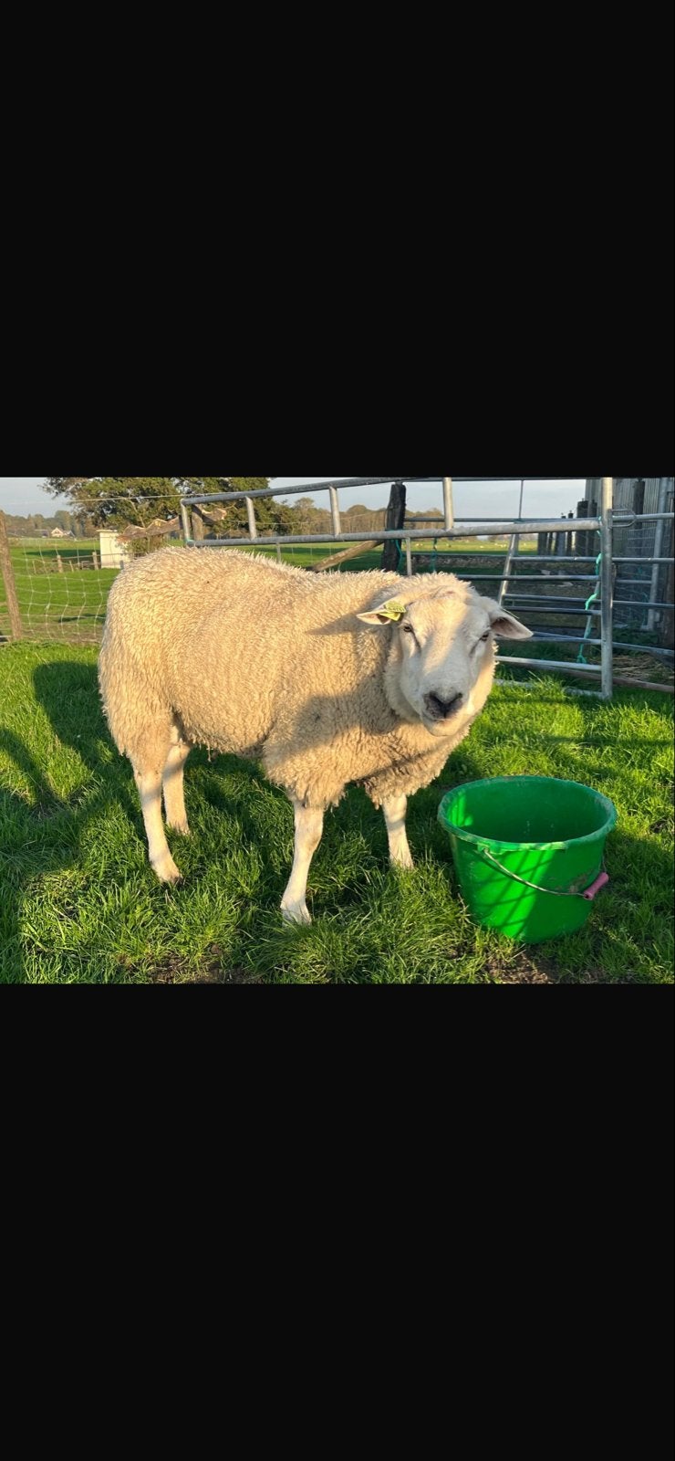 Dekram, Mannelijk, Schaap, 0 tot 2 jaar