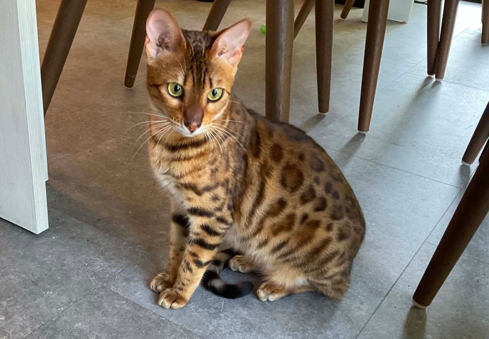 Bobbi ( Bengaalse poes ) zoekt nieuw tehuis., Poes, Gechipt, 0 tot 2 jaar
