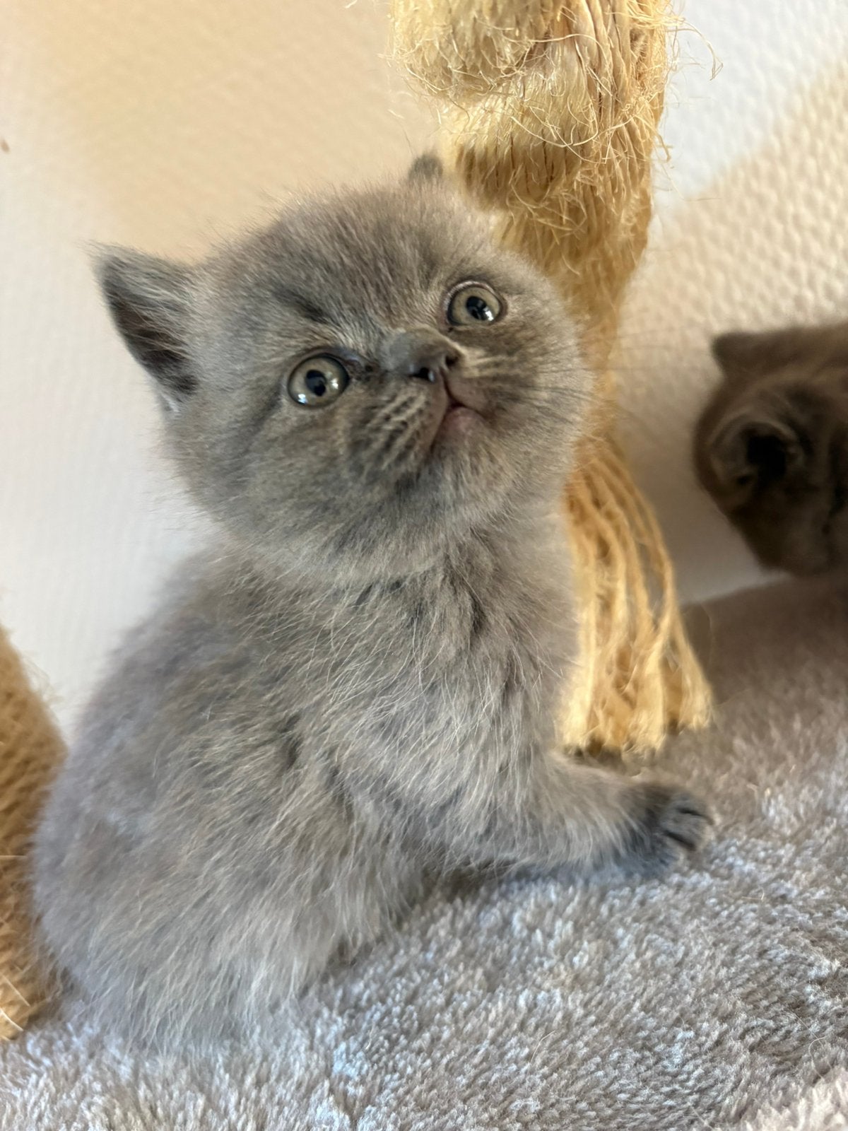 Britse korthaar x pers kittens, Dieren en Toebehoren, Kater, Ontwormd