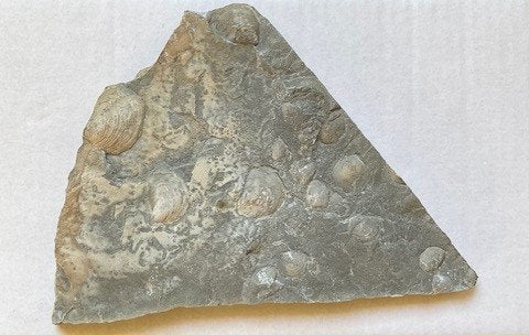 Een fossiele steen met duidelijke afdrukken van schelpen, Verzamelen, Ophalen of Verzenden, Fossiel