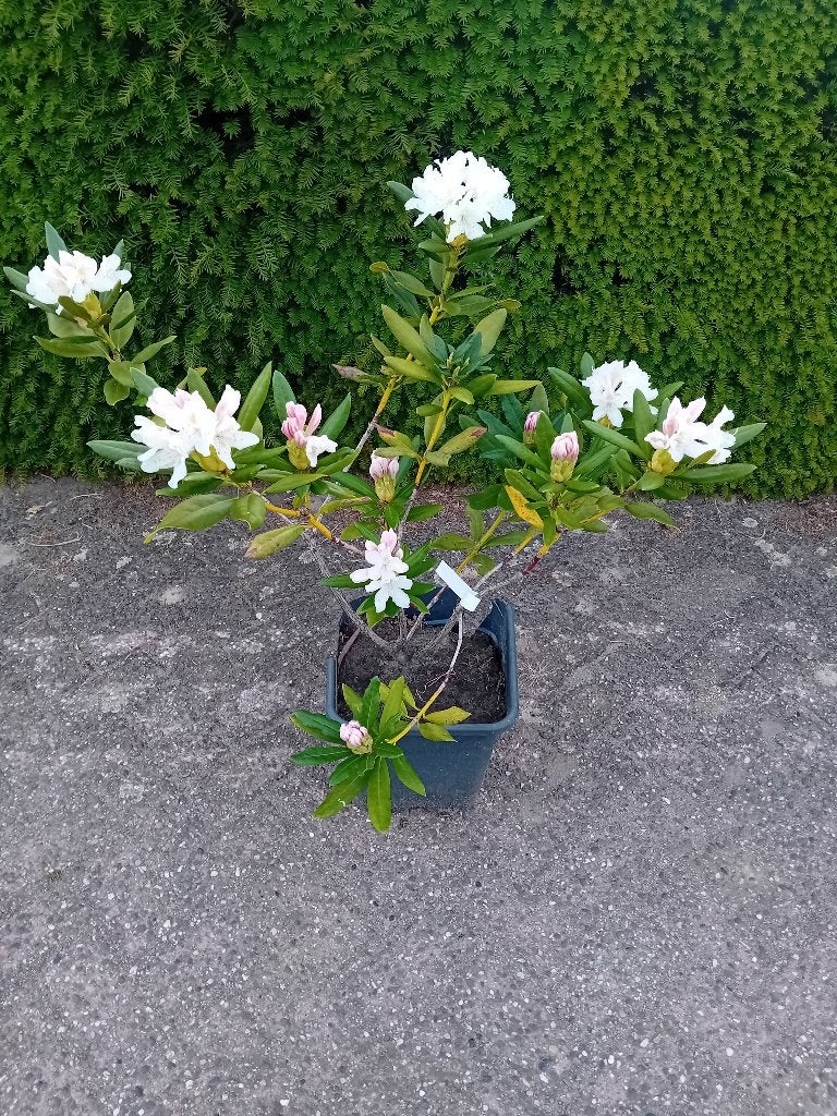 Rhododendron cunningham white, Vaste plant, Halfschaduw, Lente, Ophalen