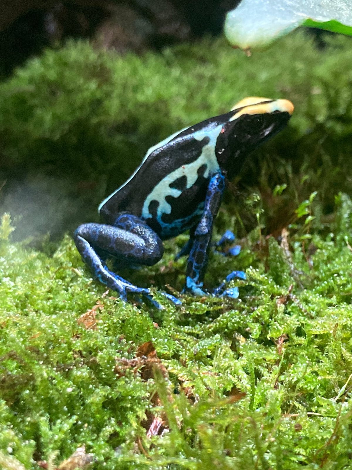 Paludarium/Terrarium Dendrobatis Tinctorius Cobalt, Ophalen, Zo goed als nieuw, Terrarium of Paludarium